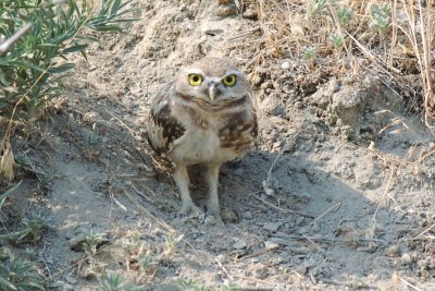 Burrowing Owl 0707-7j Harrah