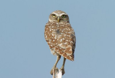 Burrowing Owl  0707-8j  Harrah