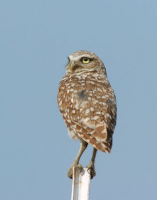 Burrowing Owl  0707-9j  Harrah