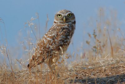 Burrowing Owl  0707-1j  Harrah
