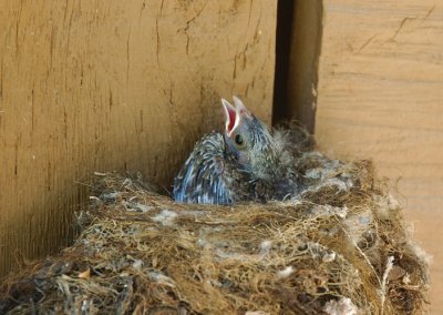 Pacific Slope Flycatcher Nest 0707-2j  Sullivan Lake