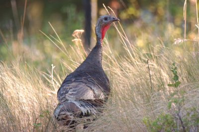Wild Turkey Male 0707-1j  Kettle Falls
