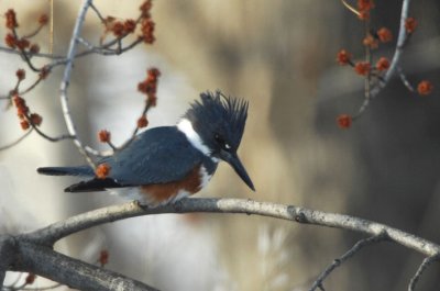 Kingfisher Female  1206-3j  Cowiche Creek