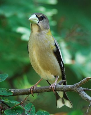 Evening Grosbeak 0507-3j Yard