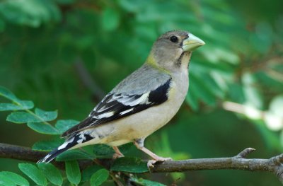 Evening Grosbeak 0507-4j Yard