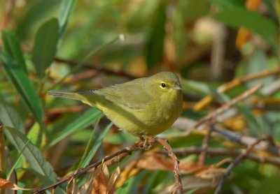 Orange-crowned Warbler  0907-3j  Randle Park