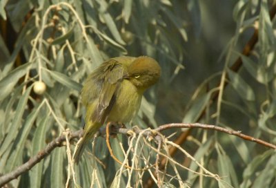 Orange-crowned Warbler  0907-9j  Randle Park