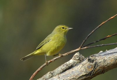 Orange-crowned Warbler  0907-8j  Randle Park