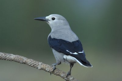 Clark's Nutcracker  0907-2j  La Pine, OR