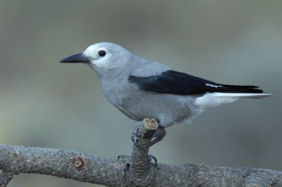 Clark's Nutcracker  0907-1j  La Pine, OR