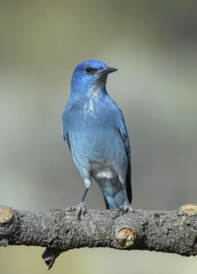 Pinyon Jay  0907-1j  La Pine, OR