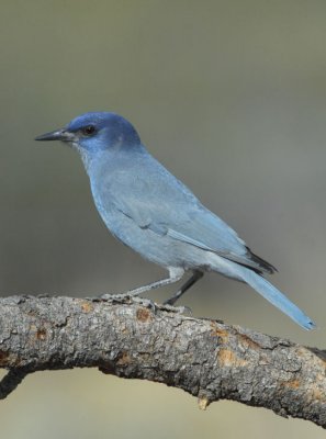 Pinyon Jay  0907-3j  La Pine, OR