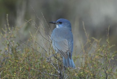 Pinyon Jay  0907-12j  La Pine, OR