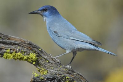 Pinyon Jay  0907-13j  La Pine, OR