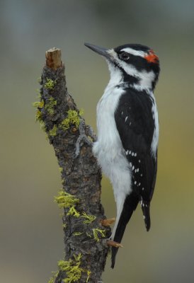 Hairy Woodpecker 0907-3j  La Pine, OR