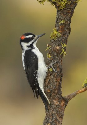 Hairy Woodpecker 0907-4j  La Pine, OR