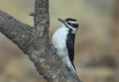 Downy Woodpecker Female 0907-1j  La Pine, OR