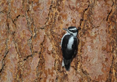 Downy Woodpecker Female 0907-3j  La Pine, OR