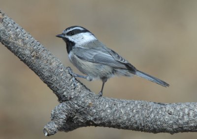 Mountain Chickadee 0907-1j  La Pine, OR