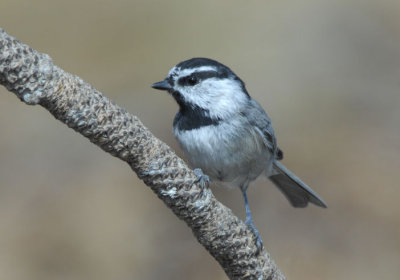 Mountain Chickadee 0907-5j  La Pine, OR