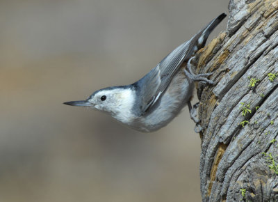 White-breasted Nuthatch 0907-5j  La Pine, OR