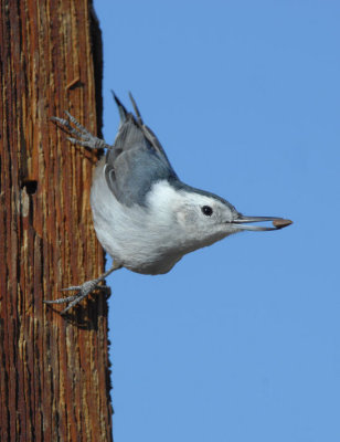 White-breasted Nuthatch 0907-10j  La Pine, OR