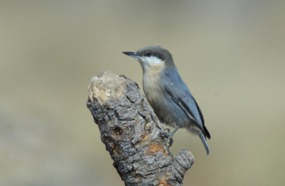 Pygmy Nuthatch 0907-1j  La Pine, OR