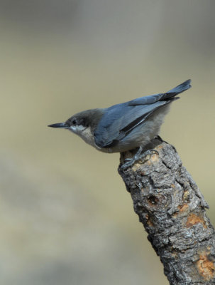 Pygmy Nuthatch 0907-2j  La Pine, OR