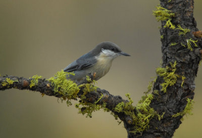 Pygmy Nuthatch 0907-6j  La Pine, OR