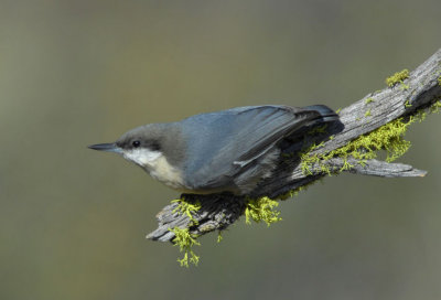 Pygmy Nuthatch 0907-12j  La Pine, OR