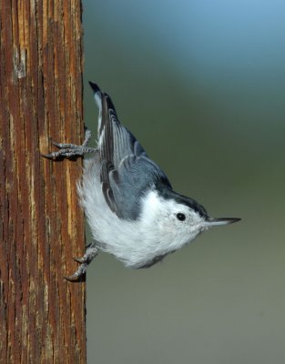 White-breasted Nuthatch 0907-8j  La Pine, OR