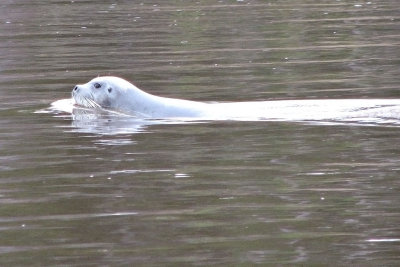 Seal swimming past Moose Factory docks