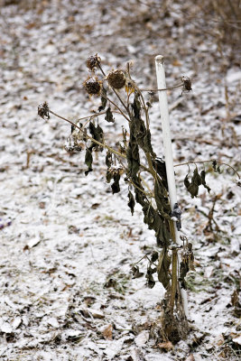 Staked Sunflower