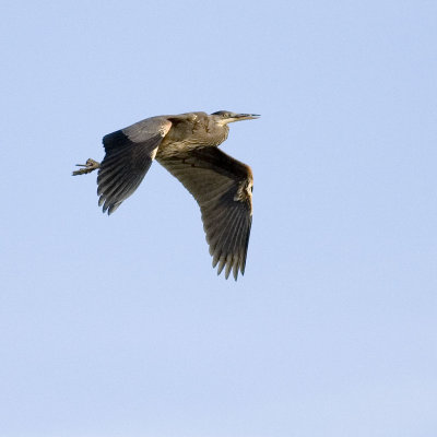 Heron both wings down 1:1  crop