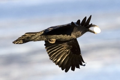 In flight turning away