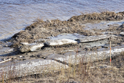 Shore ice along the Moose River