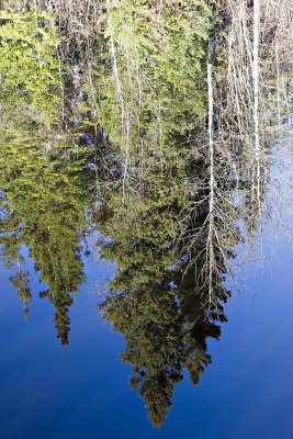 Trees reflected in Butler Creek