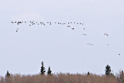 Geese forming a flock over Charles Island