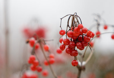 Winter Path - January 14