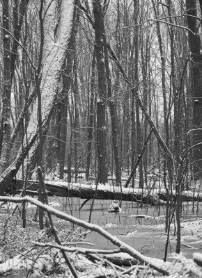 Swamp