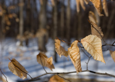 Winter Leaves - February 11