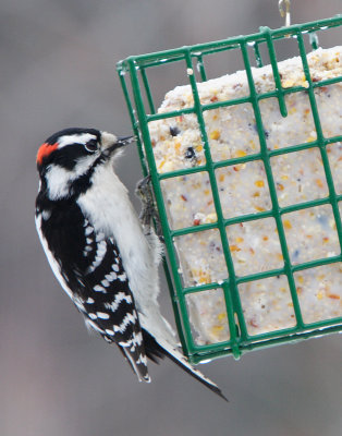 Woodpecker - March 10