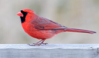 Morning Visitor - March 12