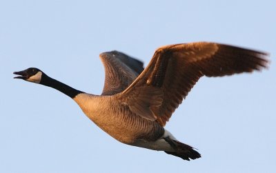 In Flight (Look at that detail... Wow!) - March 30