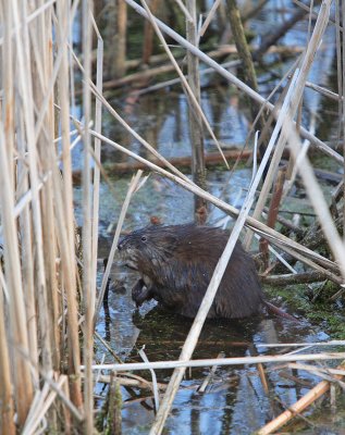 Muskrat - March 29