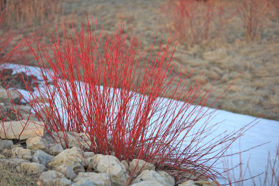 Dogwood - April 3
