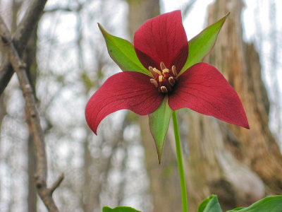 Trillium - April 30