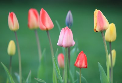 Marilyn's Garden - May 4