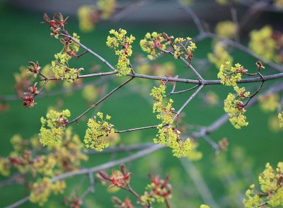 Blossom - May 5