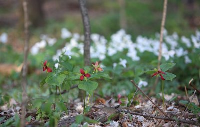 Trilliums - May 9